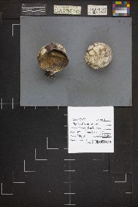 Mycenastrum corium image
