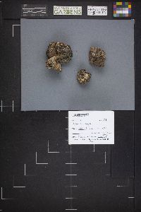 Gyromitra gigas image