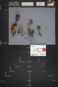 Suillus lakei image
