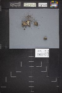 Dissingia leucomelaena image