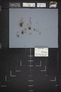 Microstoma protractum image