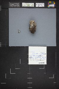 Microstoma protractum image