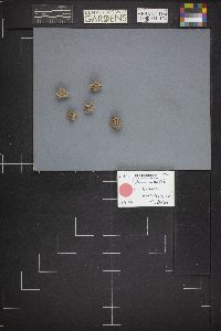 Image Associated With the Occurrence