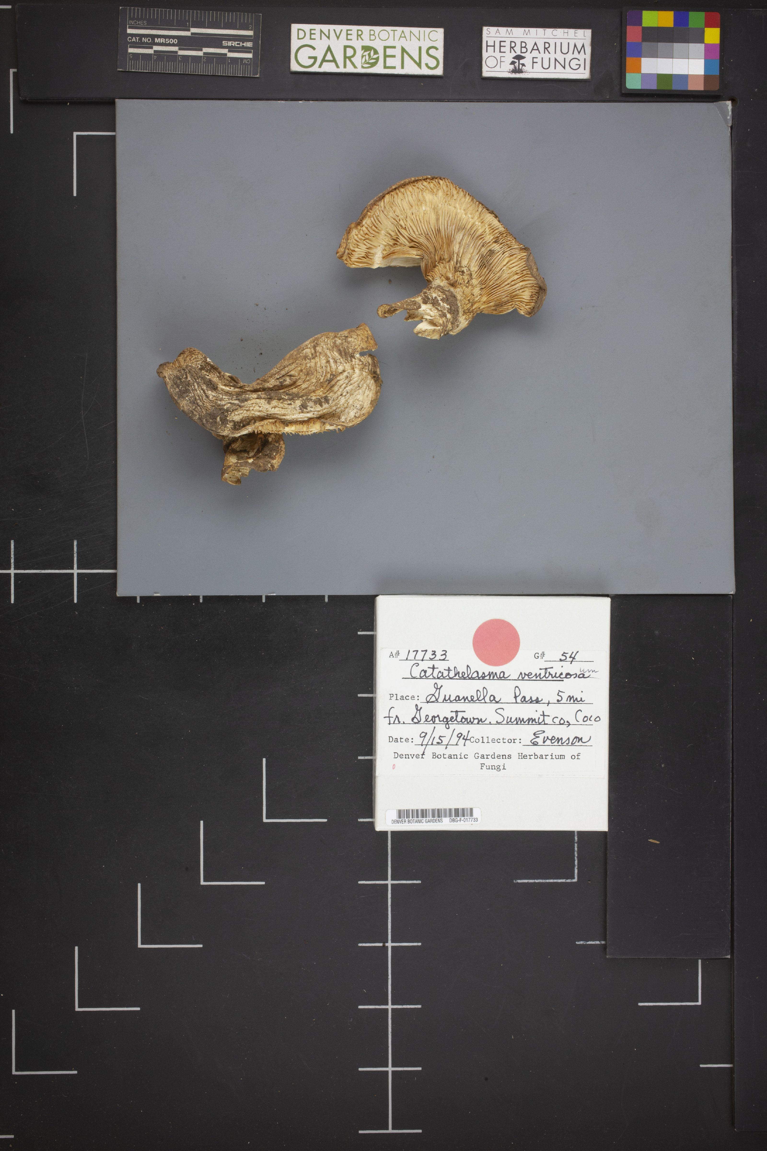 Catathelasma