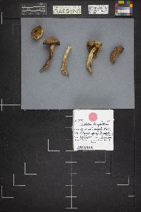 Image Associated With the Occurrence