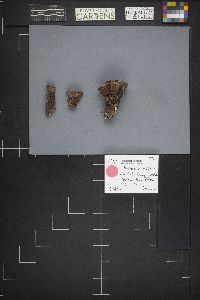 Hydnellum peckii image