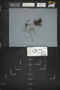 Plectania nannfeldtii image