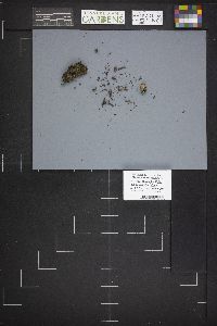 Caloscypha fulgens image