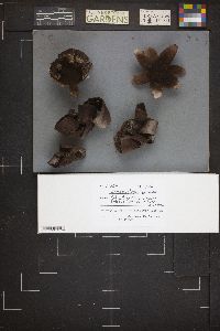 Mycenastrum corium image