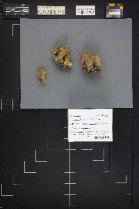 Thumbnail image of current specimen