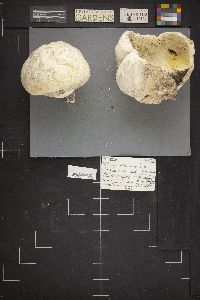 Thumbnail image of current specimen