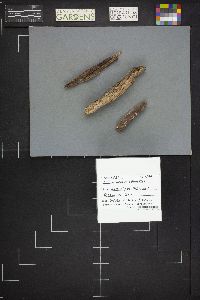 Sphaerobolus stellatus image