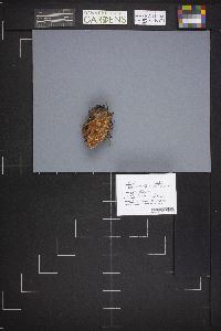 Image Associated With the Occurrence