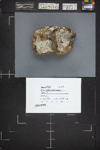 Media resource of Hypomyces pallidus