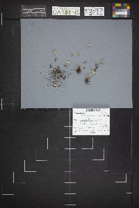 Microstoma protractum image
