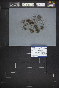 Anthracobia melaloma image