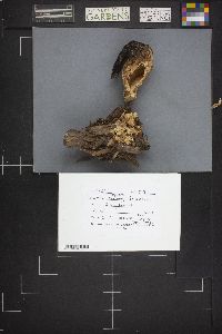 Morchella importuna image