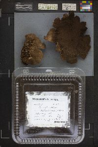 Mycenastrum corium image