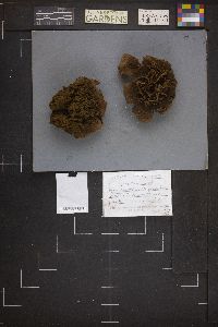 Mycenastrum corium image