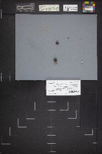 Dissingia leucomelaena image