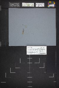Microstoma protractum image