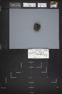 Caloscypha fulgens image