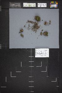 Caloscypha fulgens image