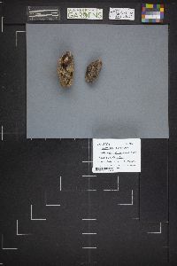Peziza repanda image