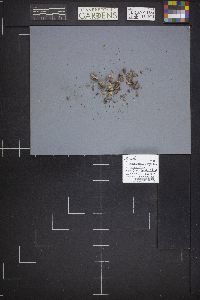 Lachnum virgineum image