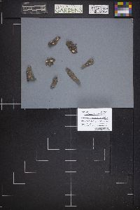 Lachnellula suecica image