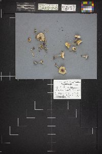 Lepiota lilacea image