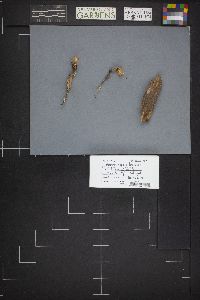 Calocera viscosa image