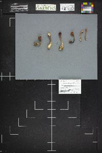 Clavariadelphus truncatus image