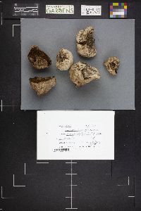 Chlorophyllum agaricoides image