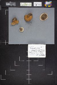 Onnia tomentosa image