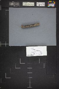Exidia recisa image