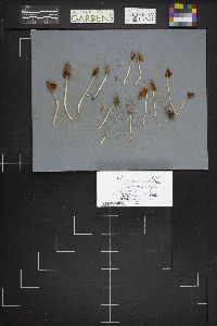 Conocybe deliquescens image