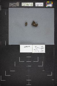Geopyxis vulcanalis image