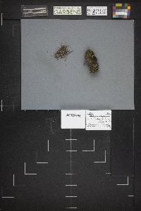 Legaliana badia image