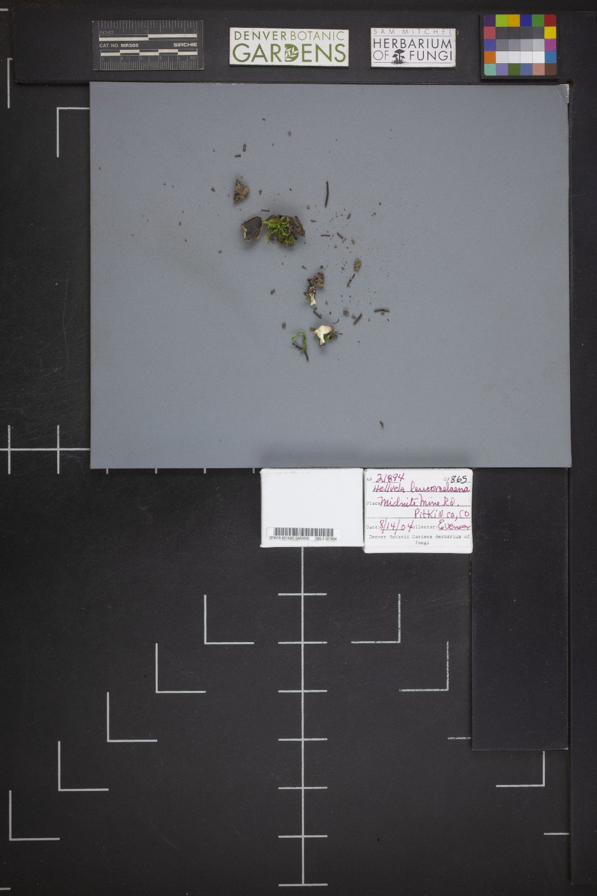 Dissingia leucomelaena image