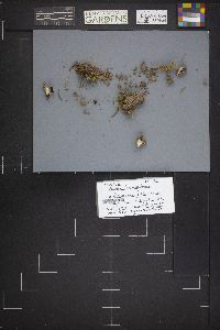 Dissingia leucomelaena image