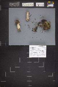 Image Associated With the Occurrence