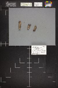 Peniophora rufa image