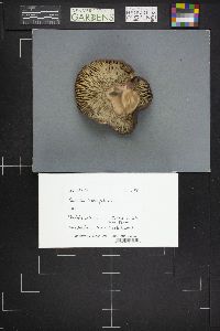 Russula xerampelina image