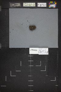Pachyella clypeata image