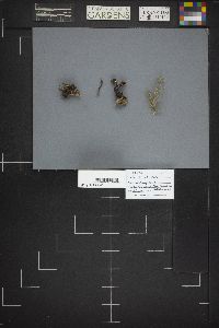 Cudonia circinans image