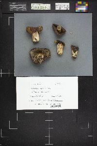 Russula xerampelina image