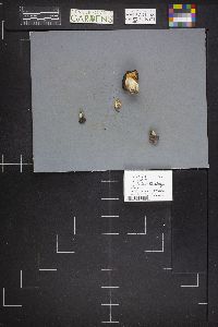 Image Associated With the Occurrence