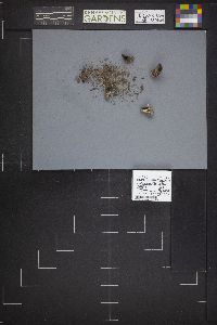 Dissingia leucomelaena image
