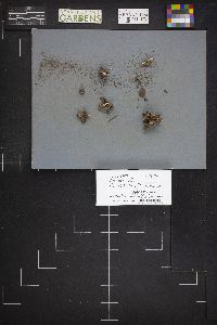 Cyathus olla image